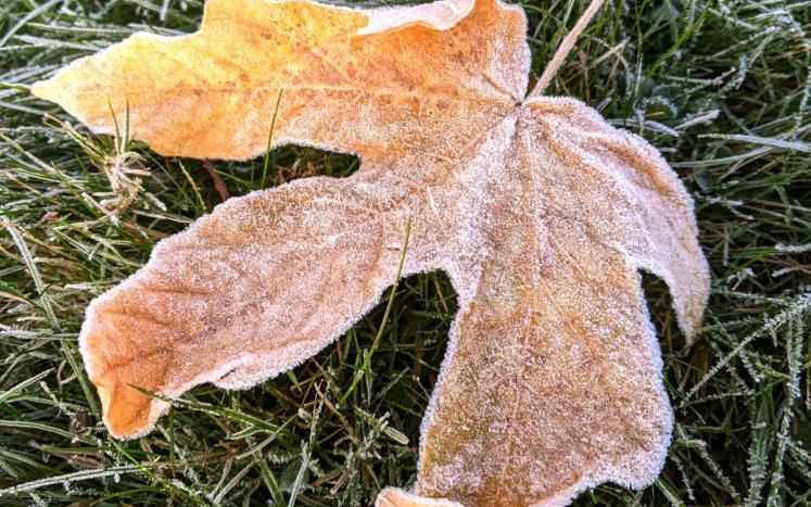 Frost covered maple leaf
